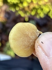 Crepidotus fraxinicola