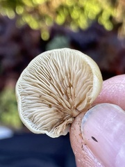 Crepidotus fraxinicola