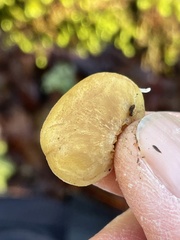 Crepidotus fraxinicola