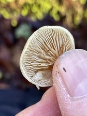 Crepidotus fraxinicola