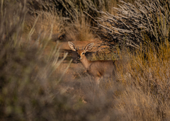 Raphicerus campestris