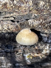 Crepidotus fraxinicola