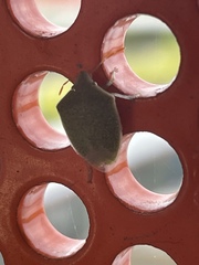 Cuspicona eremophilae