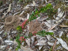 Thryptomene calycina