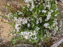 Calytrix