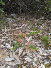 Thryptomene calycina