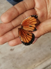 Danaus eresimus montezuma