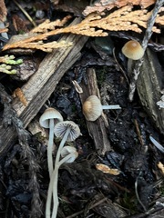 Setulosi