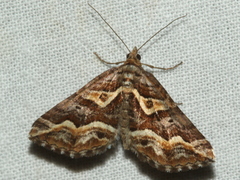 Melitulias graphicata