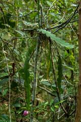 Hylocereeae