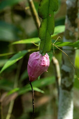 Hylocereeae