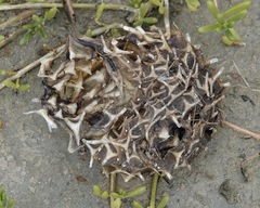 Chilomycterus schoepfii