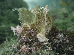 Aplysia dactylomela