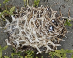 Chilomycterus schoepfii