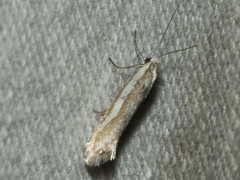 Mesopherna palustris