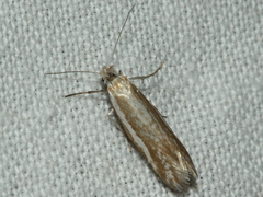 Mesopherna palustris