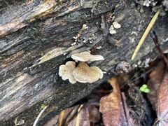 Panellus
