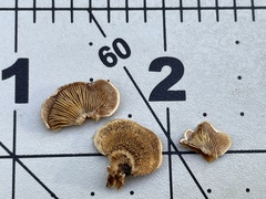 Panellus