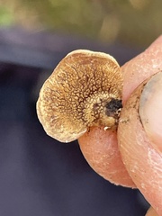 Panellus