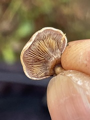 Panellus