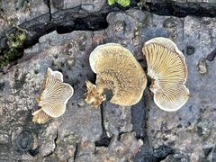 Panellus