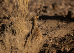 Pterocles namaqua