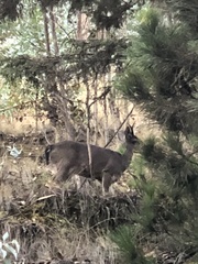 Odocoileus virginianus peruvianus