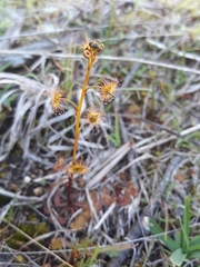 Drosera peltata