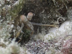 Neogonodactylus bredini