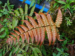 Dryopteris lepidopoda, photograph (c) Jacy Chen, some rights reserved (CC BY)