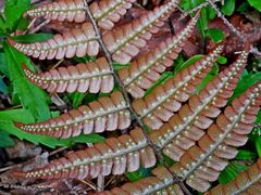 Dryopteris lepidopoda, photograph (c) Jacy Chen, some rights reserved (CC BY)