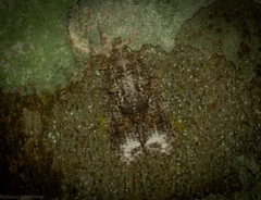 Polylopha epidesma