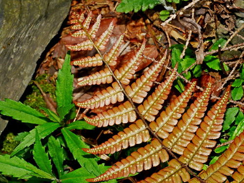 Dryopteris lepidopoda, photograph 3
