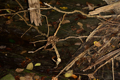 Protobothrops mucrosquamatus