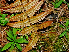 Dryopteris lepidopoda, photograph (c) Jacy Chen, some rights reserved (CC BY)