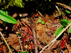 Dryopteris lepidopoda, photograph (c) Jacy Chen, some rights reserved (CC BY)