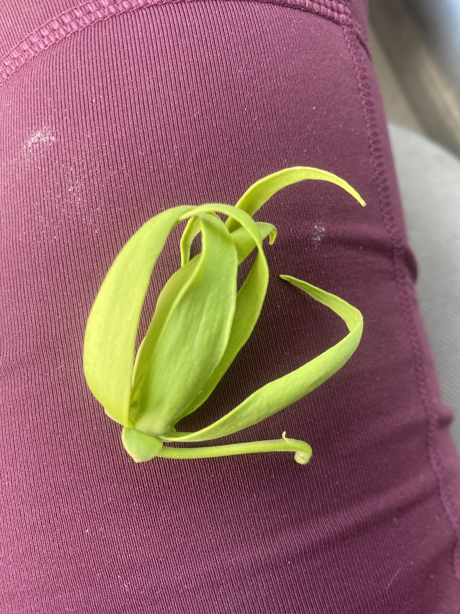 Cananga odorata (Lam.) Hook.f. & Thomson