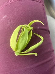 Cananga odorata