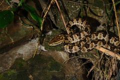 Protobothrops mucrosquamatus