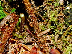 Dryopteris lepidopoda