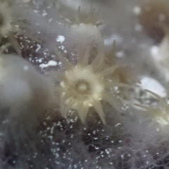 Umimayanthus parasiticus