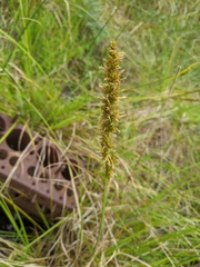 Carex appressa