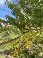 Phyllanthus acidus
