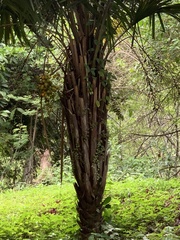 Syagrus schizophylla