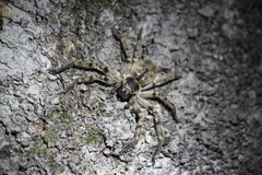 Polybetes pythagoricus