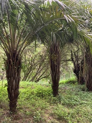 Syagrus schizophylla