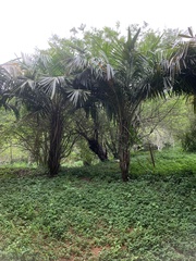 Syagrus schizophylla