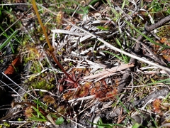 Drosera peltata
