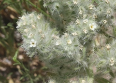 Oreocarya thyrsiflora