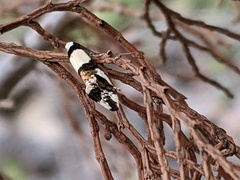 Monopis meliorella